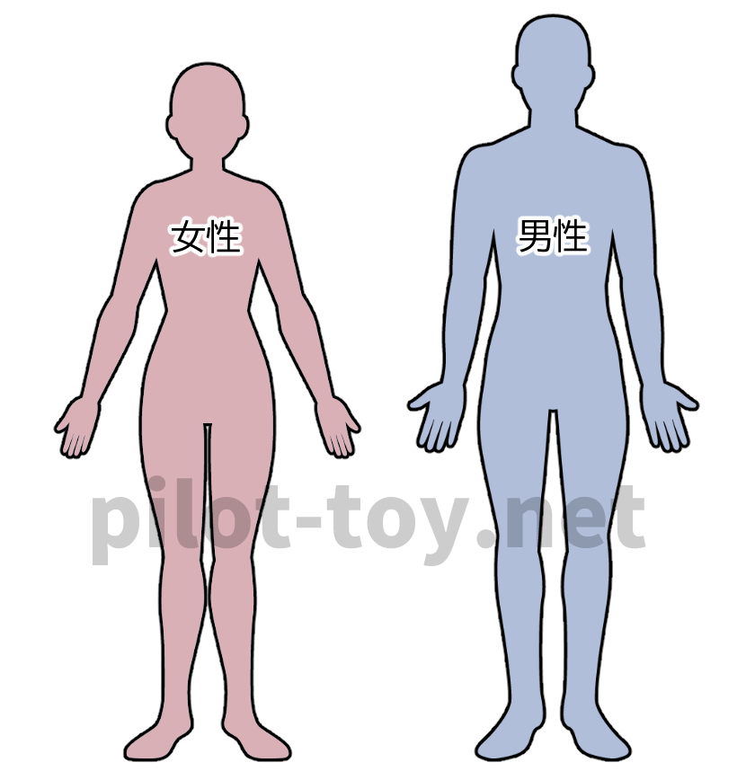 女性と男性の体型の違いを表したイラスト